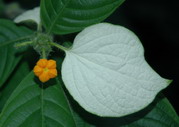 FM_Mussaenda pilosissima.jpg