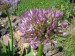 Allium hybridum_česnek zahzadní.jpg